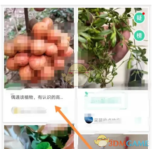 选择植物