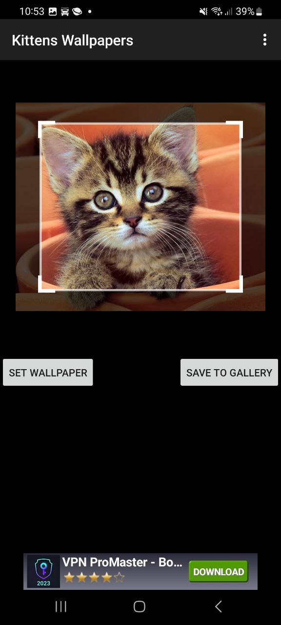 KittensWallpapersApp